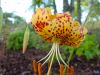 Show product details for Lilium Bellingham Hybrid